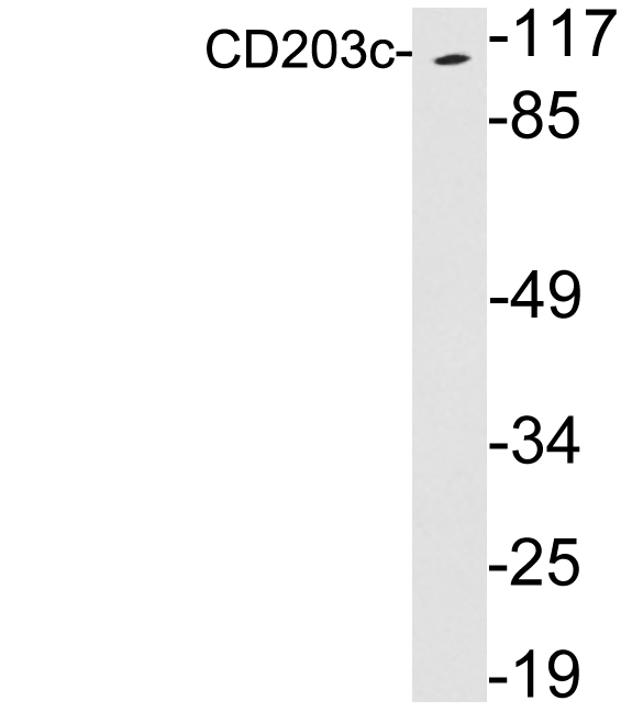 Western blot of extracts from Jurkat cells, using CD203c antibody.
