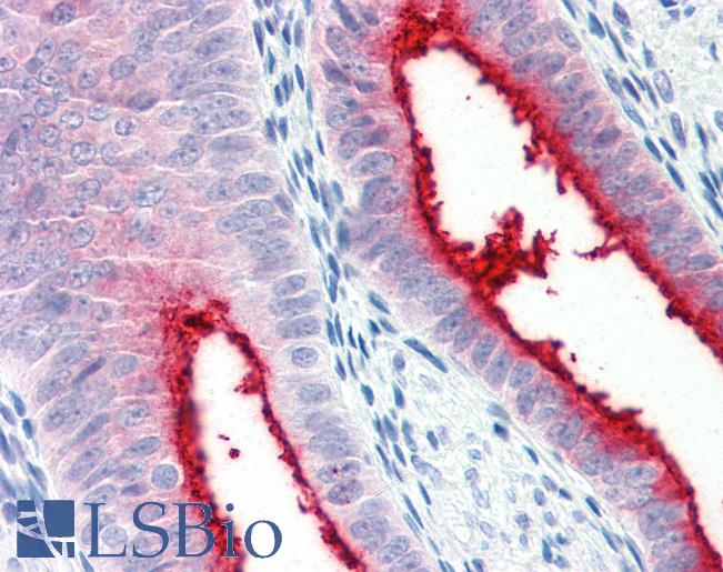 Anti-ENPP3 antibody LS-A9843 IHC of human uterus. Immunohistochemistry of formalin-fixed, paraffin-embedded tissue after heat-induced antigen retrieval.