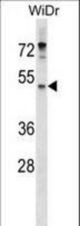 ENPP4 Antibody western blot of WiDr cell line lysates (35 ug/lane). The ENPP4 antibody detected the ENPP4 protein (arrow).