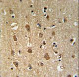 ENPP6 Antibody IHC of formalin-fixed and paraffin-embedded human brain tissue followed by peroxidase-conjugated secondary antibody and DAB staining.