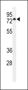 Western blot of ENPP7 Antibody in HL-60 cell line lysates (35 ug/lane). ENPP7 (arrow) was detected using the purified antibody.