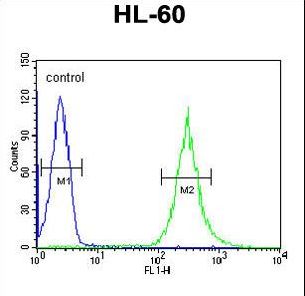ENPP7 Antibody flow cytometry of HL-60 cells (right histogram) compared to a negative control cell (left histogram). FITC-conjugated goat-anti-rabbit secondary antibodies were used for the analysis.