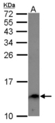 Sample (30 ug of whole cell lysate) A: A549 15% SDS PAGE ENSA antibody diluted at 1:1000