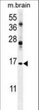 ENSA Antibody western blot of mouse brain tissue lysates (35 ug/lane). The ENSA antibody detected the ENSA protein (arrow).