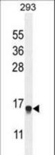 ENSA Antibody western blot of 293 cell line lysates (35 ug/lane). The ENSA antibody detected the ENSA protein (arrow).