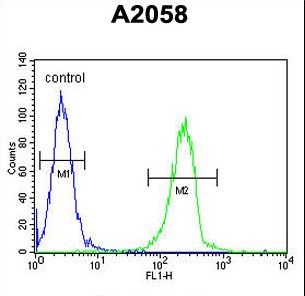 ENTHD1 Antibody flow cytometry of A2058 cells (right histogram) compared to a negative control cell (left histogram). FITC-conjugated goat-anti-rabbit secondary antibodies were used for the analysis.