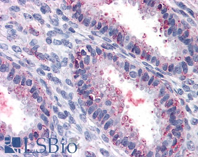Anti-ENTPD2 antibody LS-A8327 IHC of human uterus. Immunohistochemistry of formalin-fixed, paraffin-embedded tissue after heat-induced antigen retrieval.