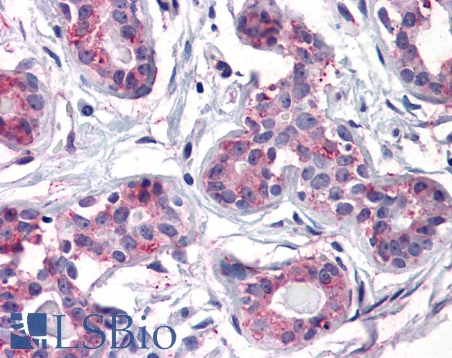 Anti-ENTPD2 antibody LS-A8327 IHC of human breast. Immunohistochemistry of formalin-fixed, paraffin-embedded tissue after heat-induced antigen retrieval.