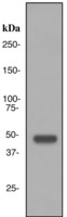 Western blot analysis on fetal liver cell lysate using anti-ENTPD5 antibody.