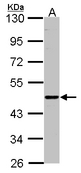 Sample (30 ug of whole cell lysate). A: H1299. 7.5% SDS PAGE. ENTPD6 antibody diluted at 1:500