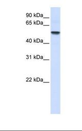 Fetal lung lysate. Antibody concentration: 1.0 ug/ml. Gel concentration: 12%.