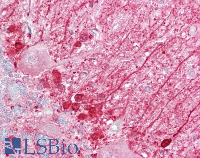 Anti-DBI antibody IHC of human brain, cerebellum. Immunohistochemistry of formalin-fixed, paraffin-embedded tissue after heat-induced antigen retrieval. Antibody LS-B6783 concentration 5 ug/ml.