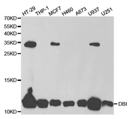 Western blot analysis of extracts of various cell lines, using DBI antibody.