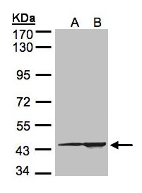 Sample (30 ug of whole cell lysate). A:293T, B: HeLa S3. 7.5% SDS PAGE. CMAS antibody diluted at 1:1500