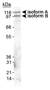 Detection of Band 4.1 in mouse brain lysate.