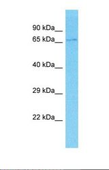Western blot of Human THP-1. EPB41L4A antibody dilution 1.0 ug/ml.