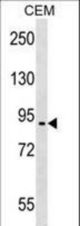 EPB41L4A Antibody western blot of CEM cell line lysates (35 ug/lane). The EPB41L4A antibody detected the EPB41L4A protein (arrow).