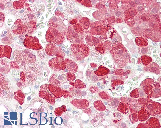 Anti-EPB41L4B antibody IHC of human adrenal. Immunohistochemistry of formalin-fixed, paraffin-embedded tissue after heat-induced antigen retrieval. Antibody LS-B7360 concentration 3.75 ug/ml.