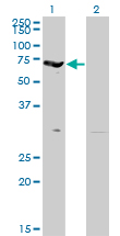 Western Blot analysis of EPB42 expression in transfected 293T cell line by EPB42 monoclonal antibody (M01), clone 2G12.Lane 1: EPB42 transfected lysate(69.5 KDa).Lane 2: Non-transfected lysate.