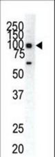 Western blot of anti-EphA1 C-term antibody in HeLa cell lysate. EphA1 (arrow) was detected using purified antibody. Secondary HRP-anti-rabbit was used for signal visualization with chemiluminescence.