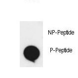 Dot blot of anti-phospho-EphA2-pS897 Phospho-specific antibody on nitrocellulose membrane. 50ng of Phospho-peptide or Non Phospho-peptide per dot were adsorbed. Antibody working concentrations are 0.5ug per ml.