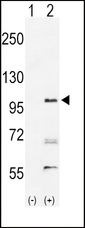 Western blot of EPHA2 (arrow) using rabbit polyclonal hEPHA2-T45. 293 cell lysates (2 ug/lane) either nontransfected (Lane 1) or transiently transfected with the EPHA2 gene (Lane 2)