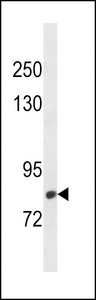 CMIP Antibody western blot of HepG2 cell line lysates (35 ug/lane). The CMIP antibody detected the CMIP protein (arrow).