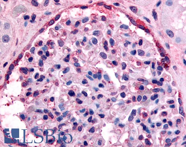 Anti-EPHA4 antibody LS-A2840 IHC of human glomerulus. Immunohistochemistry of formalin-fixed, paraffin-embedded tissue after heat-induced antigen retrieval.