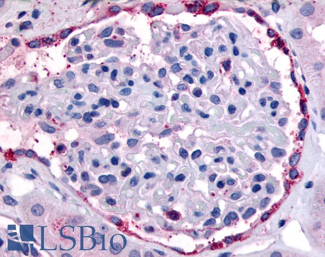 Anti-EPHA4 antibody LS-A2841 IHC of human kidney, glomerulus. Immunohistochemistry of formalin-fixed, paraffin-embedded tissue after heat-induced antigen retrieval.