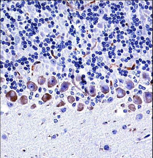 Mouse Epha4 Antibody immunohistochemistry of formalin-fixed and paraffin-embedded mouse cerebellum tissue followed by peroxidase-conjugated secondary antibody and DAB staining.