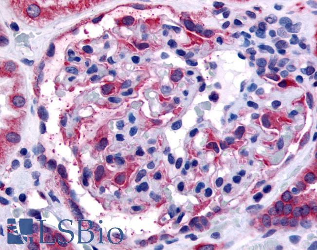 Anti-EPHA4 antibody LS-A2842 IHC of human glomerulus. Immunohistochemistry of formalin-fixed, paraffin-embedded tissue after heat-induced antigen retrieval.