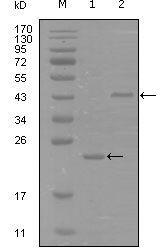 Western blot of EphA8 mouse mAb against truncated Trx-EphA8 recombinant protein (1) and truncated MBP-EphA8(aa70-150) recombinant protein (2).