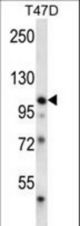 EPHB1 Antibody (H970) western blot of T47D cell line lysates (35 ug/lane). The EPHB1 antibody detected the EPHB1 protein (arrow).