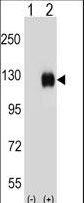 Western blot of Ephb4 (arrow) using rabbit polyclonal Mouse Ephb4 Antibody. 293 cell lysates (2 ug/lane) either nontransfected (Lane 1) or transiently transfected (Lane 2) with the Ephb4 gene.