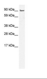 Placenta Lysate