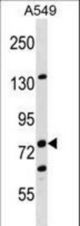 LIMA1 Antibody western blot of A549 cell line lysates (35 ug/lane). The LIMA1 antibody detected the LIMA1 protein (arrow).