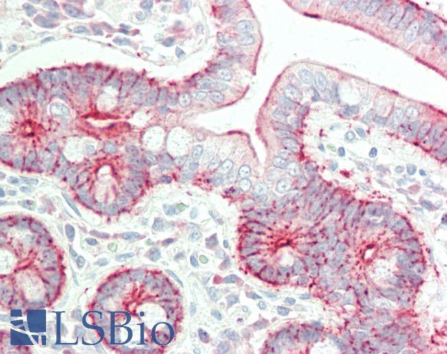 Anti-EPLIN antibody IHC staining of human small intestine. Immunohistochemistry of formalin-fixed, paraffin-embedded tissue after heat-induced antigen retrieval. Antibody LS-B11278 concentration 5 ug/ml.