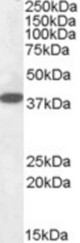 Antibody (0.1 ug/ml) staining of Human Cerebellum lysate (35 ug protein in RIPA buffer). Primary incubation was 1 hour. Detected by chemiluminescence.