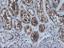 IHC of paraffin-embedded Human Kidney tissue using anti-CMPK1 mouse monoclonal antibody.