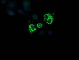 Anti-CMPK1 mouse monoclonal antibody immunofluorescent staining of COS7 cells transiently transfected by pCMV6-ENTRY CMPK1.