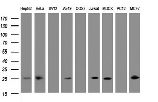 Western blot of extracts (35ug) from 9 different cell lines by using anti-CMPK1 monoclonal antibody (HepG2: human; HeLa: human; SVT2: mouse; A549: human; COS7: monkey; Jurkat: human; MDCK: canine; PC12: rat; MCF7: human).