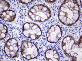 IHC of paraffin-embedded Human colon tissue using anti-CMPK1 mouse monoclonal antibody.
