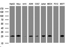 Western blot of extracts (35 ug) from 9 different cell lines by using anti-CMPK1 monoclonal antibody (HepG2: human; HeLa: human; SVT2: mouse; A549: human; COS7: monkey; Jurkat: human; MDCK: canine; PC12: rat; MCF7: human).
