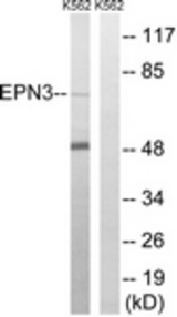 Western blot of extracts from K562 cells, using EPN3 Antibody. The lane on the right is treated with the synthesized peptide.