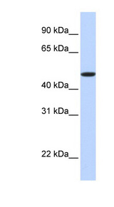 EPOR / EPO Receptor antibody LS-C102082 Western blot of Fetal Brain lysate.