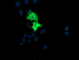 Anti-CMPK1 mouse monoclonal antibody immunofluorescent staining of COS7 cells transiently transfected by pCMV6-ENTRY CMPK1.