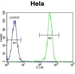 EPOR Antibody flow cytometry of HeLa cells (right histogram) compared to a negative control cell (left histogram). FITC-conjugated goat-anti-rabbit secondary antibodies were used for the analysis.