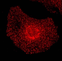 EPS15 Antibody - Immunofluorescent staining of rat fibroblasts.