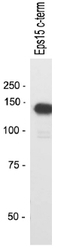 EPS15 Antibody - Western blot of EPS15 on Mouse brain lysate.