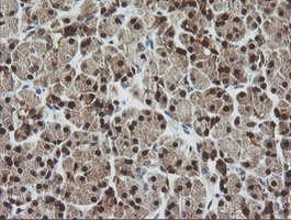 IHC of paraffin-embedded Human pancreas tissue using anti-CMPK1 mouse monoclonal antibody.